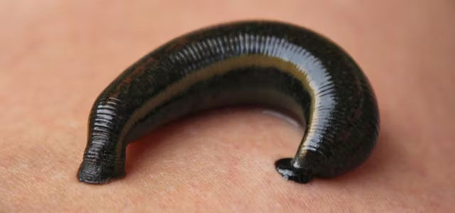 Blutegel werden seit Jahrhunderten zur Blutentziehung (vergleiche Aderlass) verwendet. Dies soll(te) einerseits zur „Entgiftung“ beitragen, während gleichzeitig die im Speichel des Egels enthaltenen Substanzen blutgerinnungshemmend, aber auch antithrombotisch, gefäßkrampflösend und lymphstrombeschleunigend wirken. Diese Effekte werden insbesondere dem 1884 entdeckten und 1903 aus den Speicheldrüsen von Blutegeln isolierten Hirudin[2] zugeschrieben, das sich mit dem Thrombin des Wirtsblutes verbindet. Eine medizinische Indikation ist daher vor allem bei Thrombosen und Venenentzündungen gegeben. Das Polypeptid Eglin kann Entzündungen und Schmerzen lindern (z. B. bei Arthrose). Blutegel können beispielsweise die mit der Gelenkentzündung (Arthritis) einhergehenden Schmerzen im Fingergelenk deutlich lindern.[3] Die Wirkung weiterer Inhaltsstoffe des Egel-Speichels sind:[4]

Hirudin: Hemmung der Blutgerinnung (Thrombinhemmstoff)
Calin: kollagenvermittelte Gerinnungshemmung, die für eine Nachblutung sorgt; die Nachblutung fördert die Wundreinigung[5]
Eglin C: Gerinnungs- und Entzündungshemmung
Bdellin: Gerinnungshemmung
Apyrase: Hemmung der Thrombozytenaggregation
Hyaluronidase (Orgelase): Abbau von Hyaluronsäure
Histaminähnliche Substanz
In Deutschland sind medizinische Blutegel über Apotheken zu beziehen.


Rötliche Längsstreifen sind ein wichtiges Abgrenzungsmerkmal gegenüber anderen Egelarten (vergleiche: Pferdeegel).

Typischer natürlicher Lebensraum mit Vorkommen einer großen Blutegelpopulation (Näheres in der Bildbeschreibung)
Für die Herstellung von Sportsalben, welche Hirudin als Wirkstoff verwenden, wird der Speichel von Blutegeln verwendet; darüber hinaus gibt es entsprechende Pflege-Kosmetika zur Förderung der Hautdurchblutung. Der Speichel wird gewonnen, ohne die Tiere zu töten.